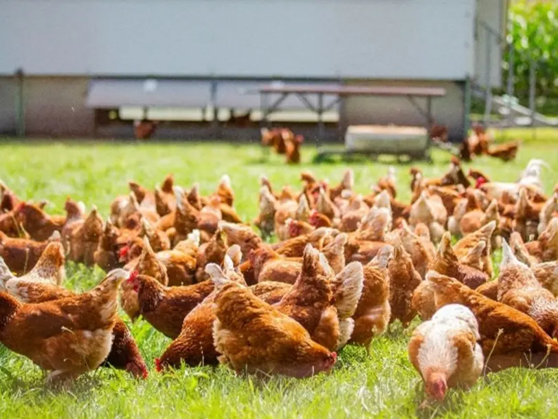 Huelmann´s Eierschöppken in Salzbergen Ortsteil Bexten